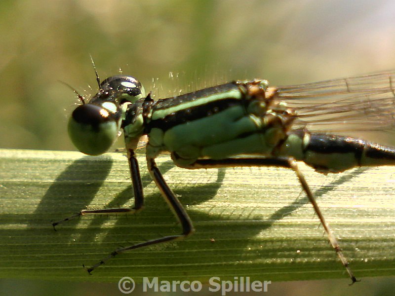 Coenagrionide da identificare